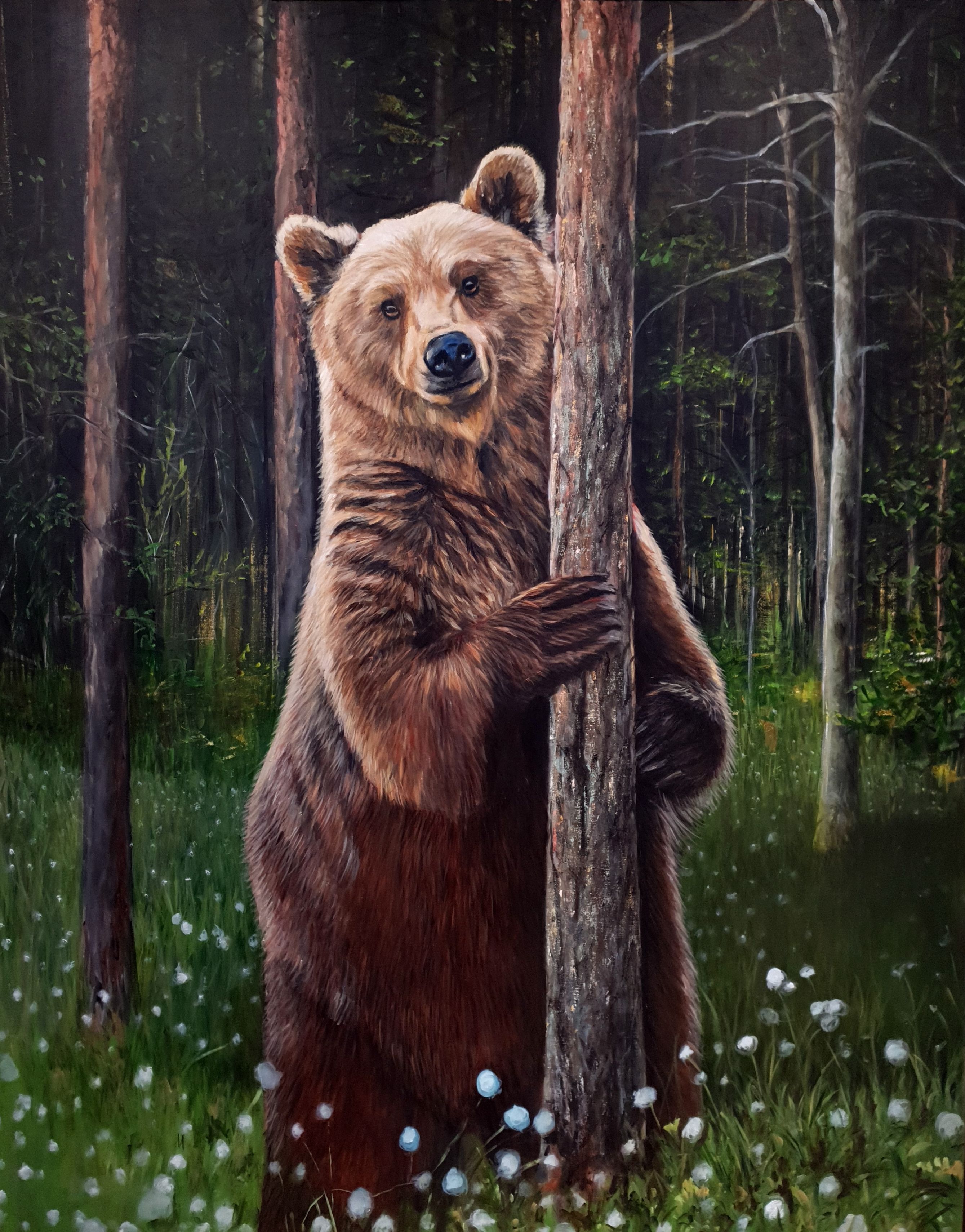 Den svenska faunan - Brunbjörnen