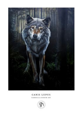 Vargen - Canis Lupus